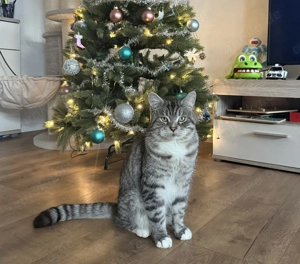 Loki, (2,5 J.) sucht ruhiges Zuhause 