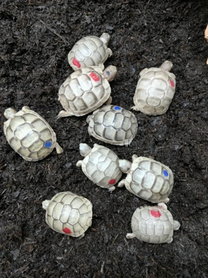 Biete Testudo marginata T+ Albino Jungtiere + 66% HETs von 2025