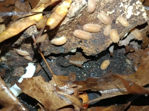 armadillidium pallasii 