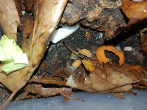 armadillidium pallasii 