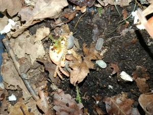 Armadillidium peraccae