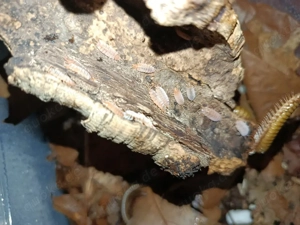 kubanische asseln (Porcellionides pruinosus) Orange