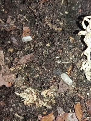 Armadillidium espanyoli 