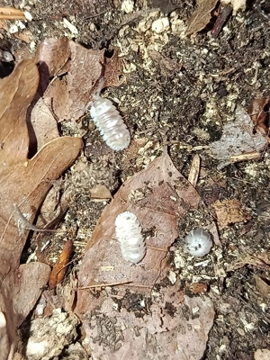 Armadillidium espanyoli  Bild 3