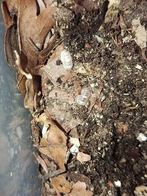 Armadillidium espanyoli 