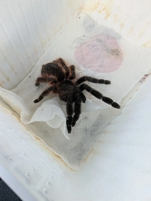 0,1 Psalmopoeus victori Darth Maul Vogelspinne  Bild 3