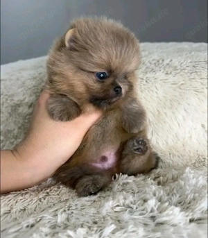 Pomeranian-Welpen zur Adoption