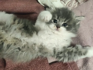 Britisch Langhaar Kater sucht ein liebevolles Zuhause     