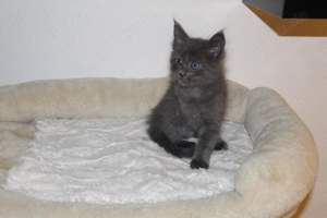   Zauberhafte Maine-Coon-Kitten suchen ihr Herzens-Zuhause 