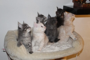   Zauberhafte Maine-Coon-Kitten suchen ihr Herzens-Zuhause 