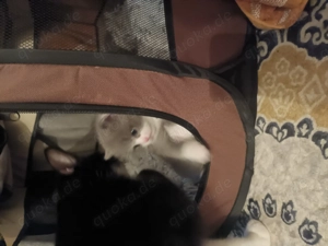 Bkh kitten zu verkauge