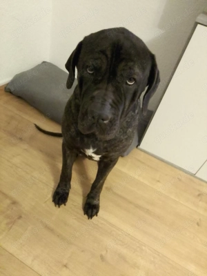 Liebevollen Cane - Corso abzugeben   