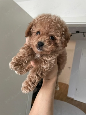 Süßer Toypudel-Welpe (Rüde, 12 Wochen) sucht liebevolles Zuhause