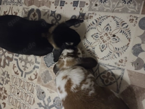 Zwergkaninchen Pärchen Bild 2