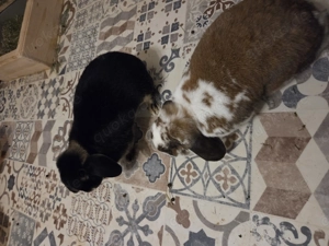 Zwergkaninchen Pärchen
