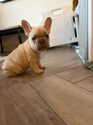 Französische Bulldoggenwelpen