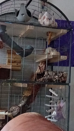 Dringend Ratten zu verkaufen 