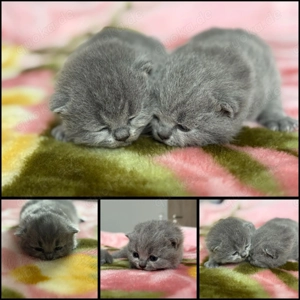 BKH Kitten Weiblich mit Exzellenten Stammbaum!Reinrassig!