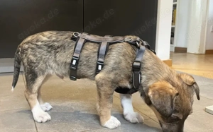 Tavi's kleine Knopfaugen wollen die Welt entdecken