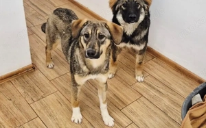 Schenkst du Ella dein Herz?