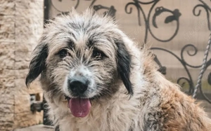 Kuschelige Brioche sucht ihre Familie