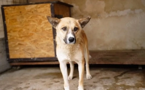 Vorsichtiger Coju sucht sein Körbchen