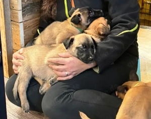 Malinois Welpen Belgischer Schäferhund