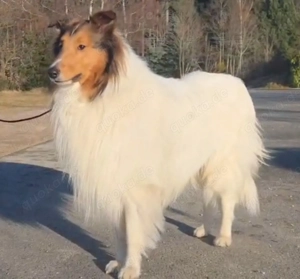 Collie Deckrüde amerikanischer Typ CHW ohne Spots-kein Verkauf 