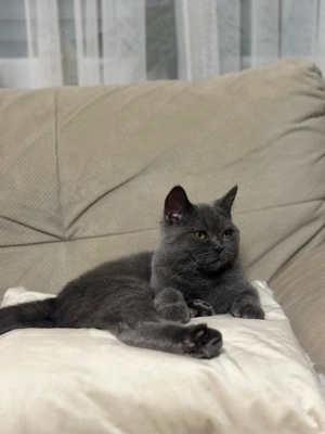 BKH Dame aus gesundheitlichen Gründen in liebevolle Hände