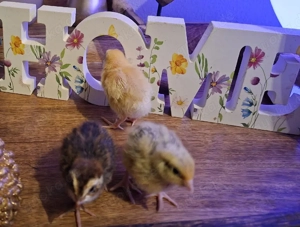 Wachtelgruppe - 20 Stück 