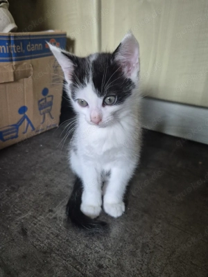 Maine Coon Mix Kätzchen 