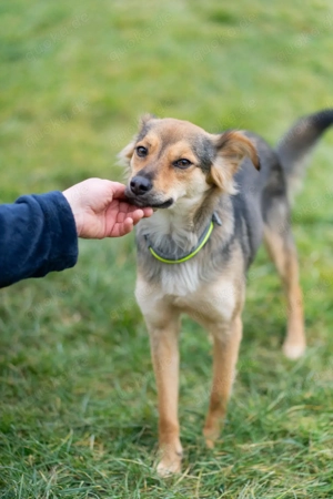 Kleine, schreckhafte Schönheit Lushba zieht mit ihrer Nanny um