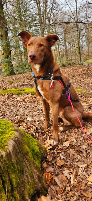 *HARRY* Ich bin lieb, leinenführig, fahre gerne Auto, aber auf Fremdes reagiere ich noch schreckhaft