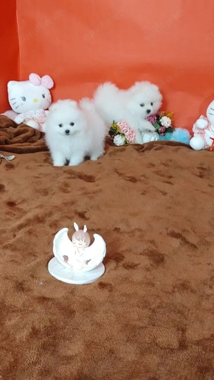 Zwergspitz-Pomeranian welpen abzugeben