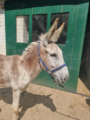 EGON, ein Eselhengst mit Charakter