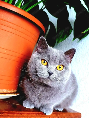 Anüta   Eine erwachsene BKH Blue Line mit Format und fertigem Charakter! Bild 3