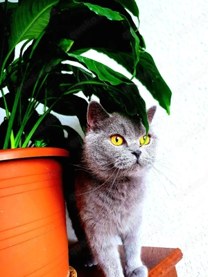 Anüta   Eine erwachsene BKH Blue Line mit Format und fertigem Charakter!