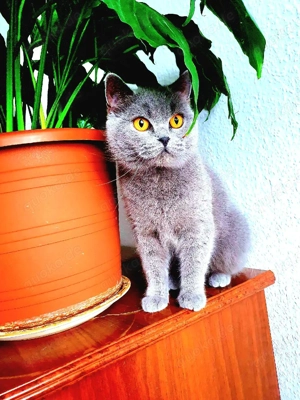 Anüta   Eine erwachsene BKH Blue Line mit Format und fertigem Charakter! Bild 2