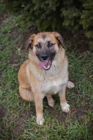 Chip-Nr. 256705 - Ich habe noch keinen Namen, und ein liebevolles Zuhause suche ich auch