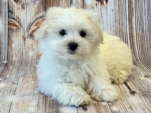 Wunderschöne Malteser Welpen   3 Mädchen & 2 Jungen     
