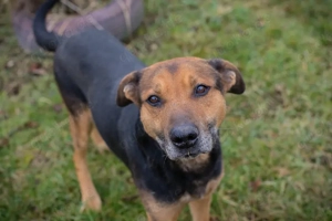 *YURI* Der soziale Rüde wartet auf ein Ticket ins eigene Familienleben