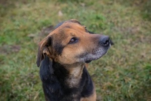 *YURI II* Der ruhige, soziale Rüde ist lieb und ausgeglichen