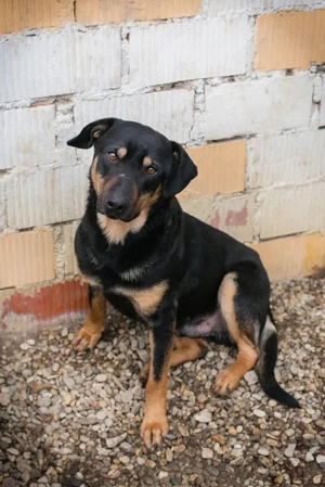 Chip-Nr. 265047 - Der Rüde ist noch etwas zurückhaltend, aber er liebt die menschliche Nähe