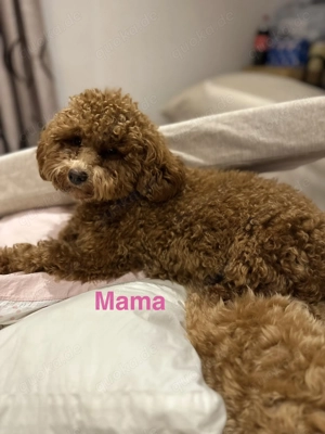 Wurfankündigung reinrassige Toypudel Welpen red