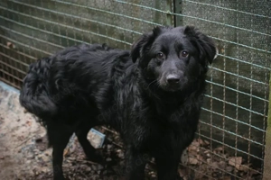 Chip-Nr. 257140 - Der Junghund wartet auf ein Ticket ins eigene Familienleben