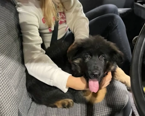 Deutscher Schäferhund( Lilly )