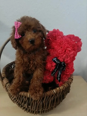 Chip-Nr. 265047 - Der Rüde ist noch etwas zurückhaltend, aber er liebt die menschliche Nähe