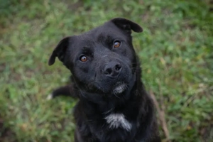 *KNOX* - ein lieber, aktiver, fröhlicher und sozialer Junghund