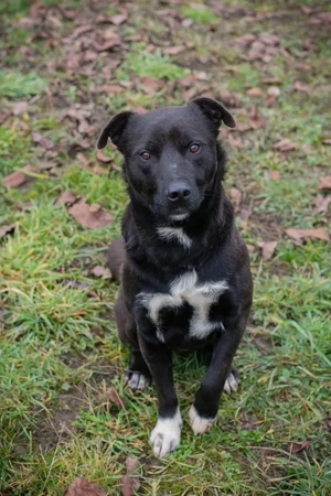 Chip-Nr. 261788 - ein lieber, aktiver, fröhlicher und sozialer Junghund