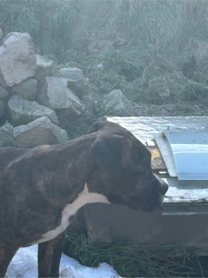 Cane Corso mischling Welpen